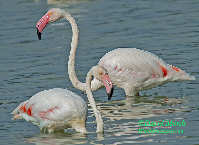 Greater Flamingo