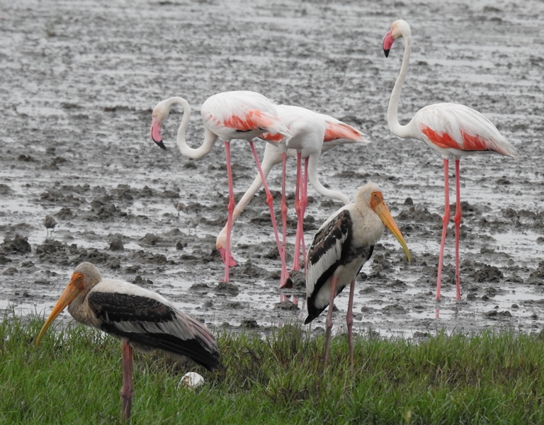 Greater Flamingoes/Painted Storks