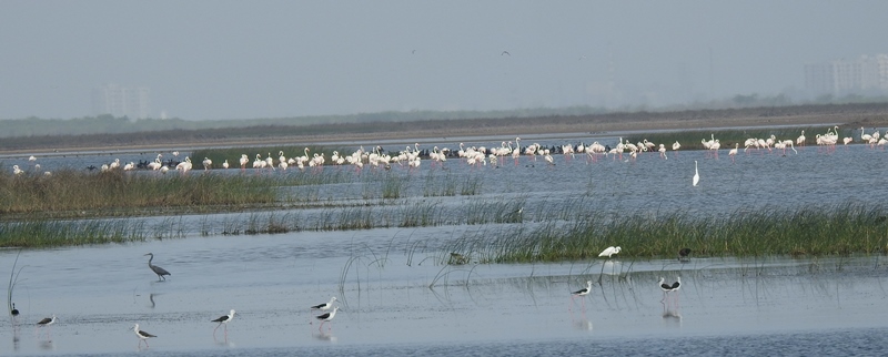 Greater Flamingoes with waders