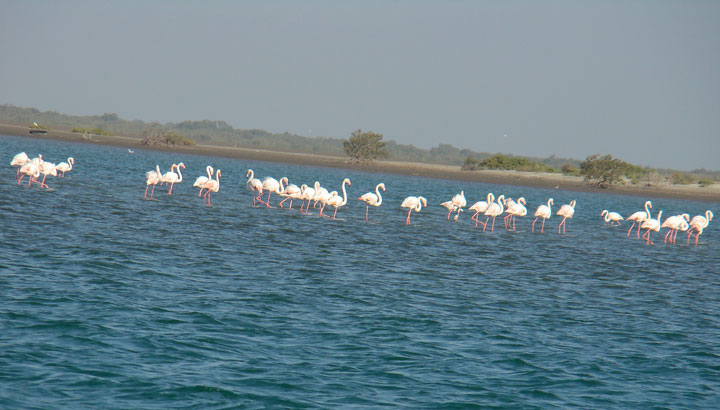 Greater Flamingoes