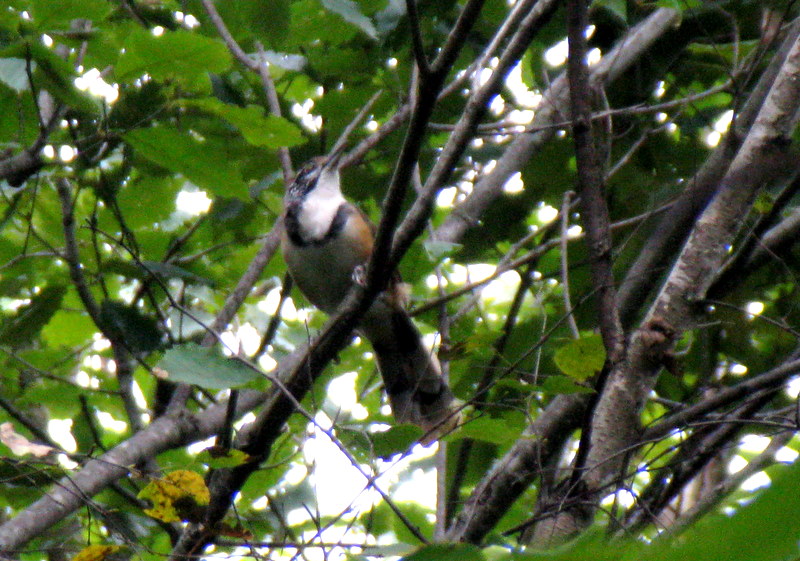 Greater Necklaced Laughingthrush