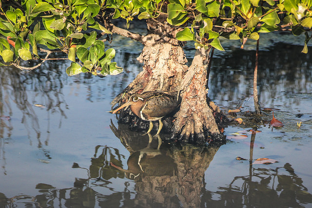 Greater Painted-Snipe