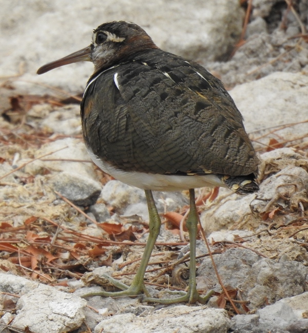 Greater Painted Snipe
