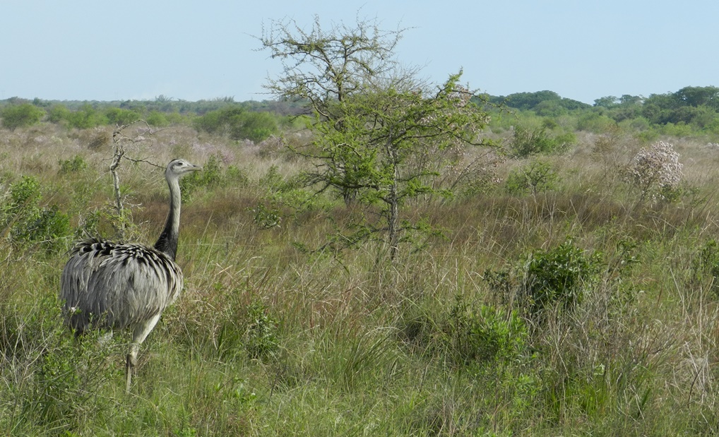 Greater Rhea