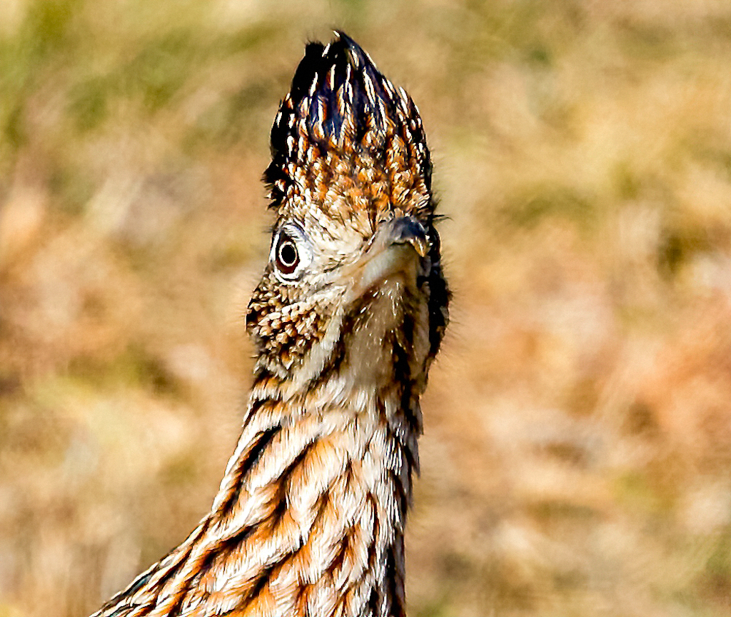 Greater Roadrunner, Lake Waco.jpg