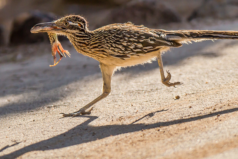 GREATER ROADRUNNER WITH LIZARD