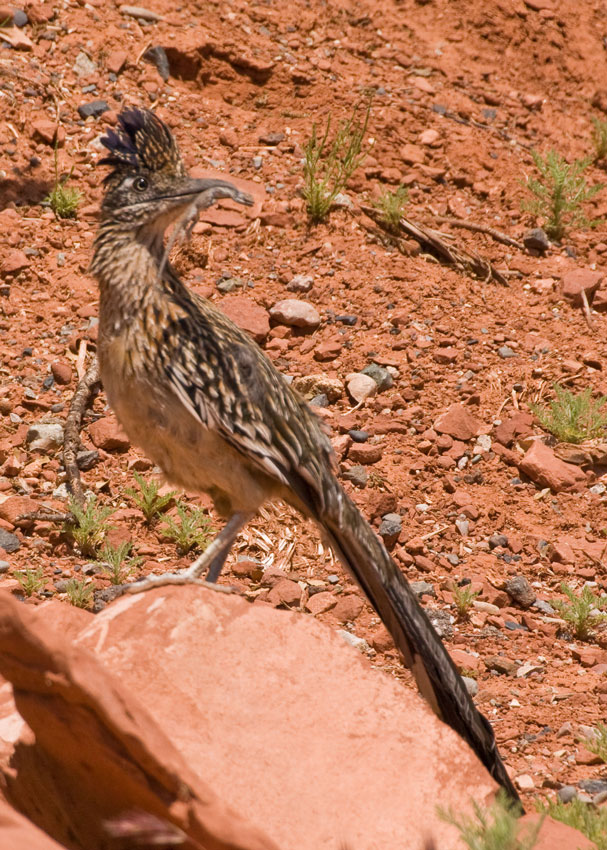 Greater Roadrunner,  with Lunch!!