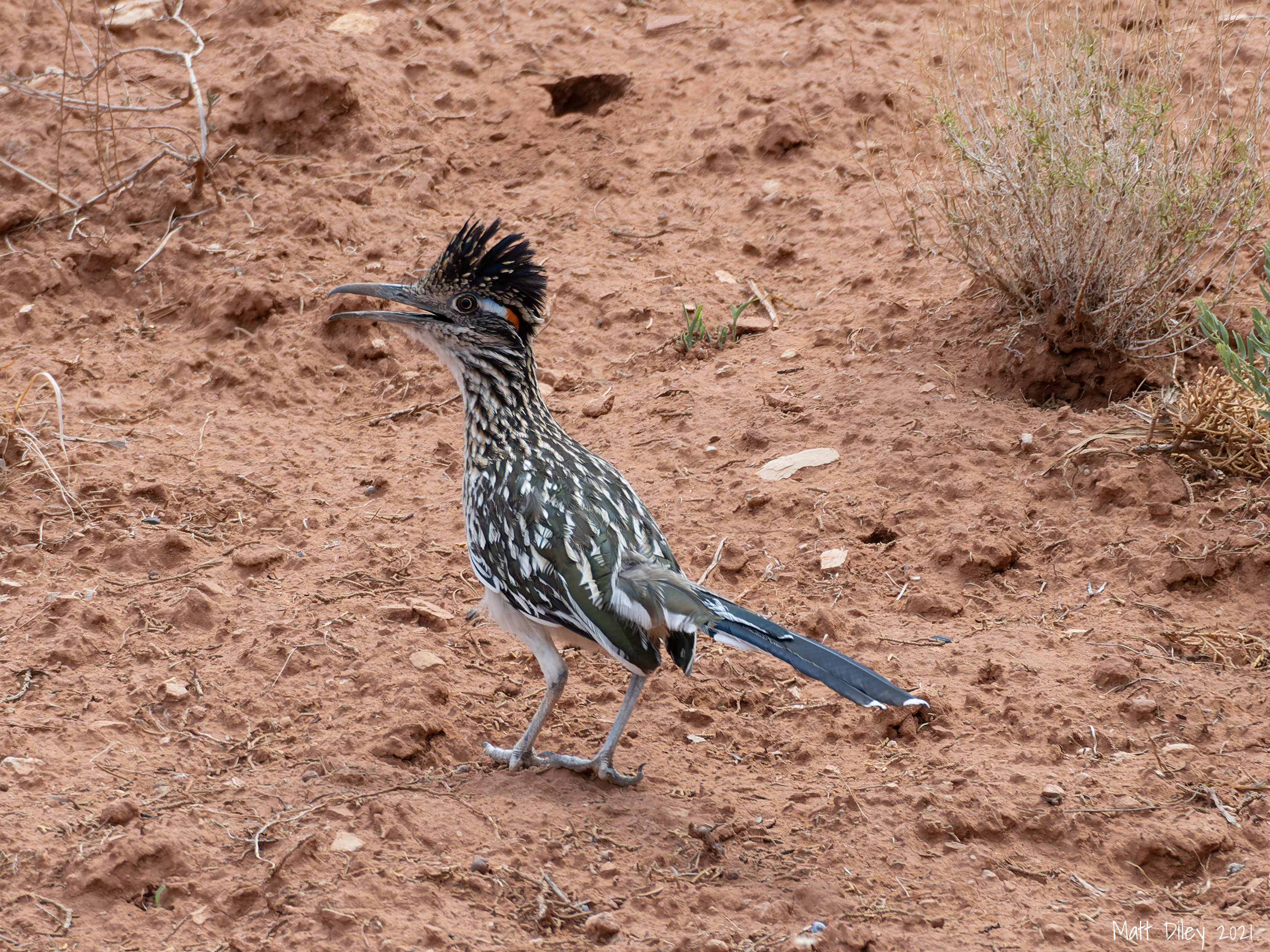 Greater Roadrunner