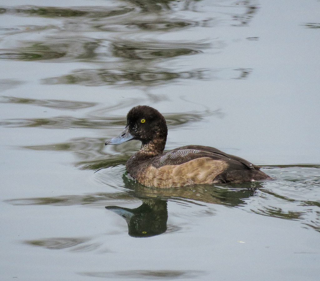 Greater Scaup (male)