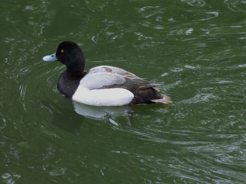 GREATER SCAUP