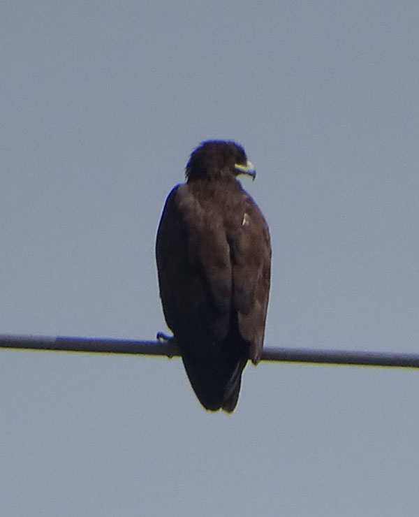 Greater Spotted Eagle