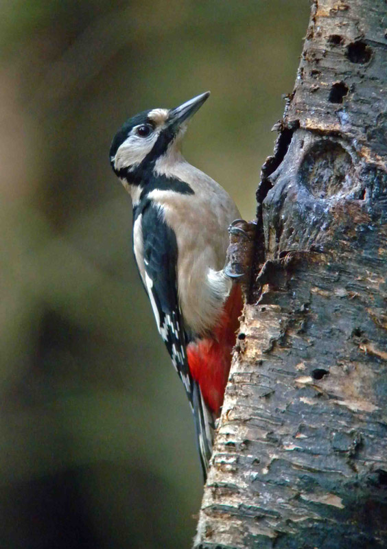 Greater Spotted Woodpecker