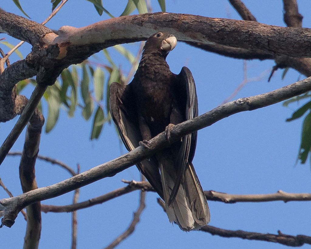 Greater Vasa Parrot