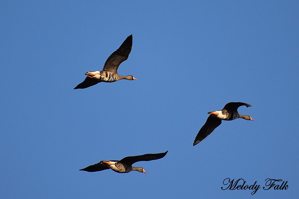 Greater White-fronted Geese