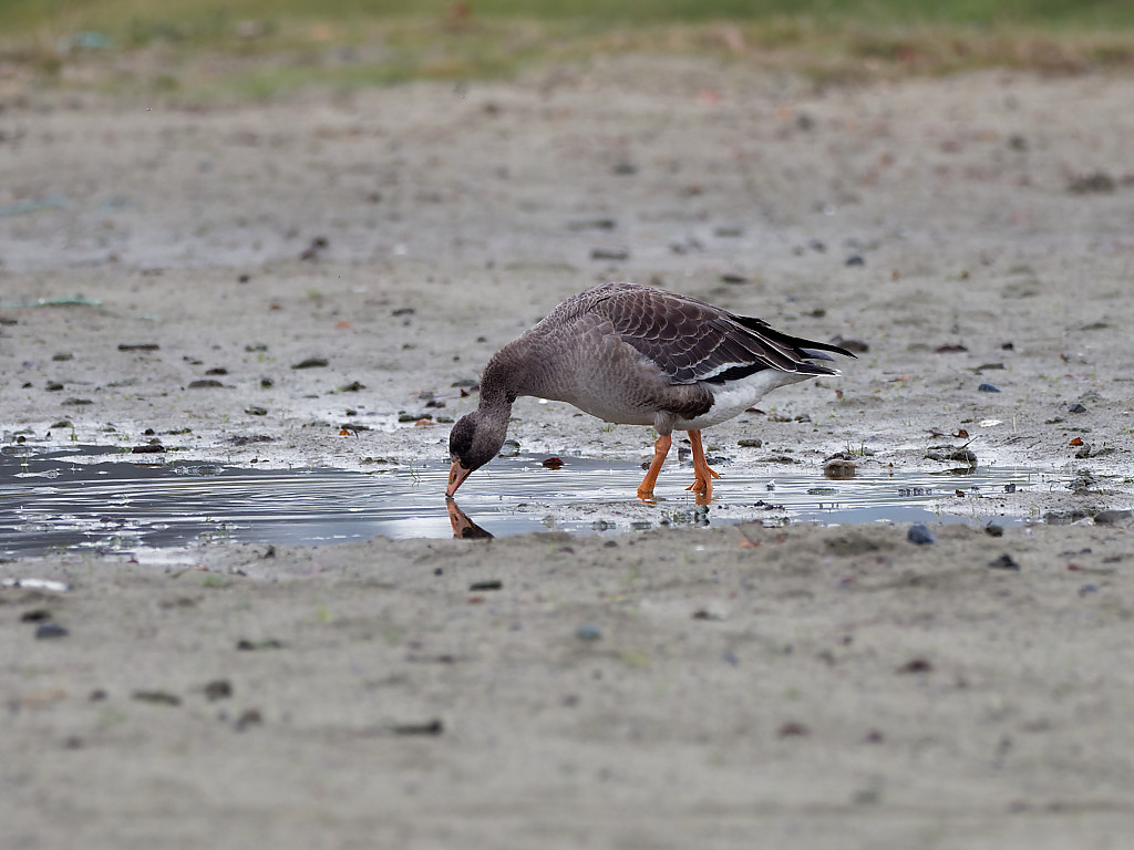 Greater white-fronted goose