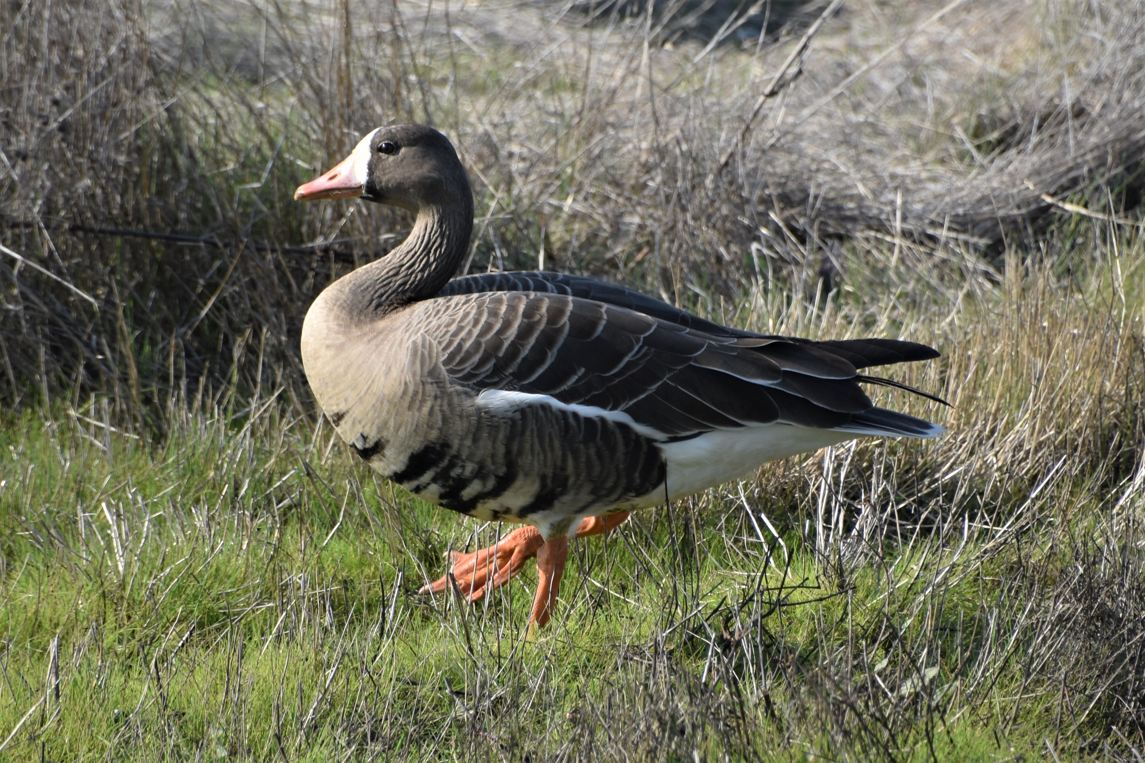 Greater White-fronted Goose