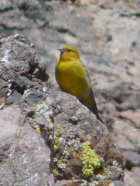 Greater yellow-finch, male