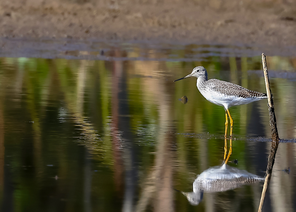 Greater Yellowlegs.jpg