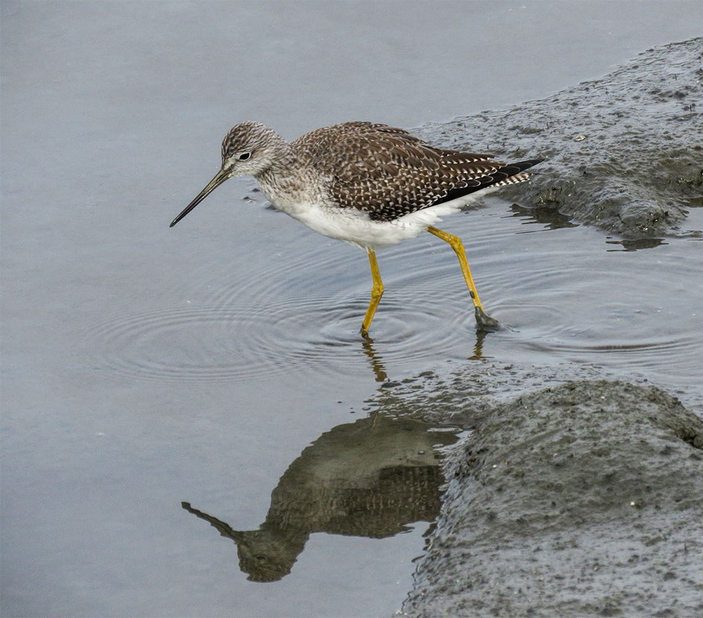 Greater Yellowlegs