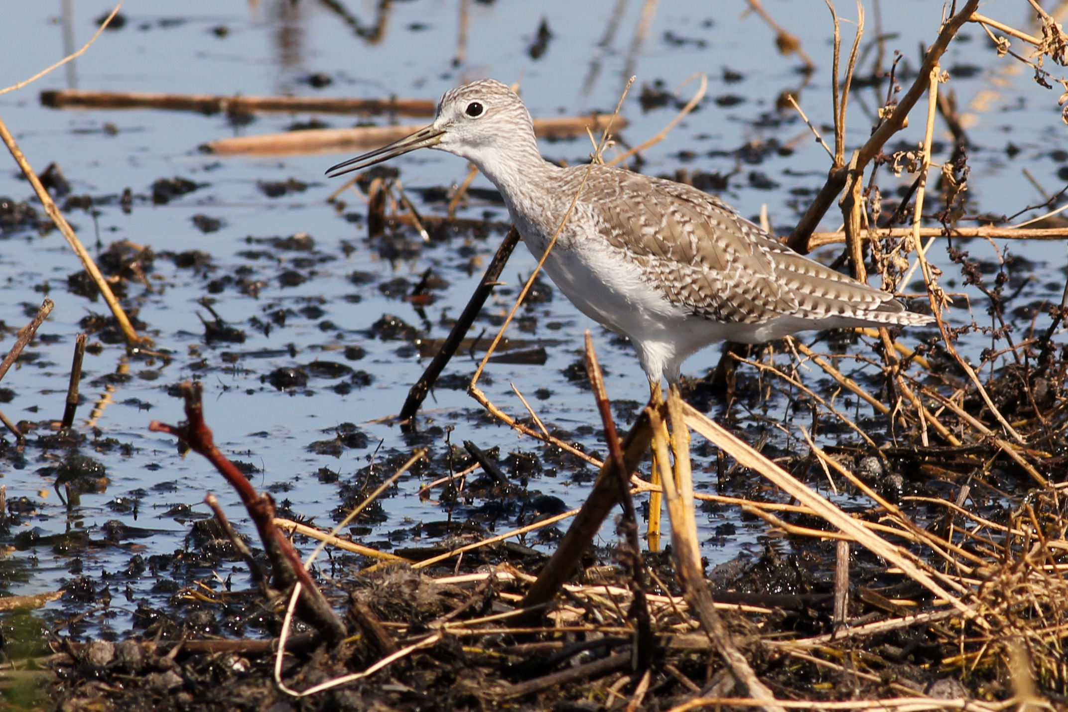 greater yellowlegs