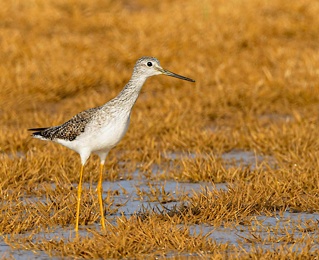 Greater Yellowlegs