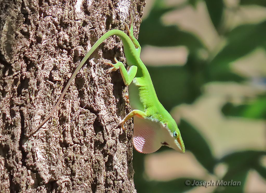 Green Anole (Anolis carolinensis)