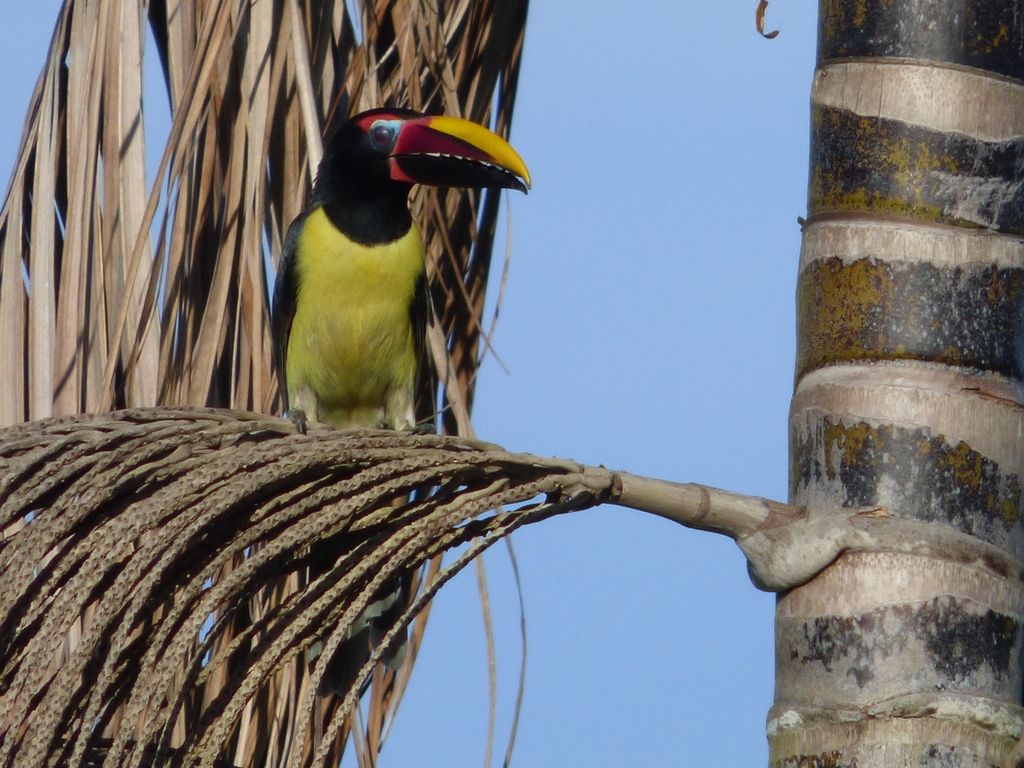 Green Aracari eating my aai berries!