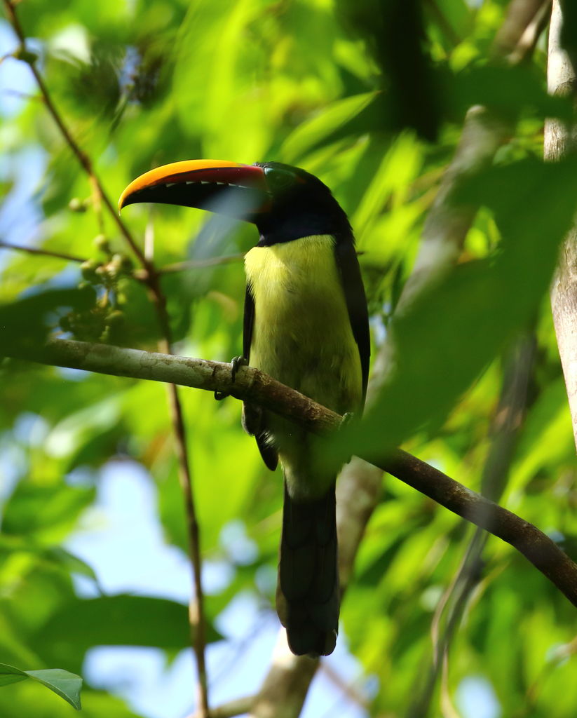 Green Aracari