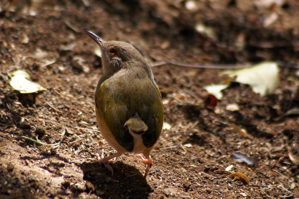 Green-backed Camaroptera