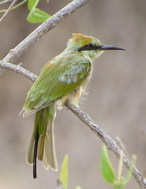 green bee-eater Youngster