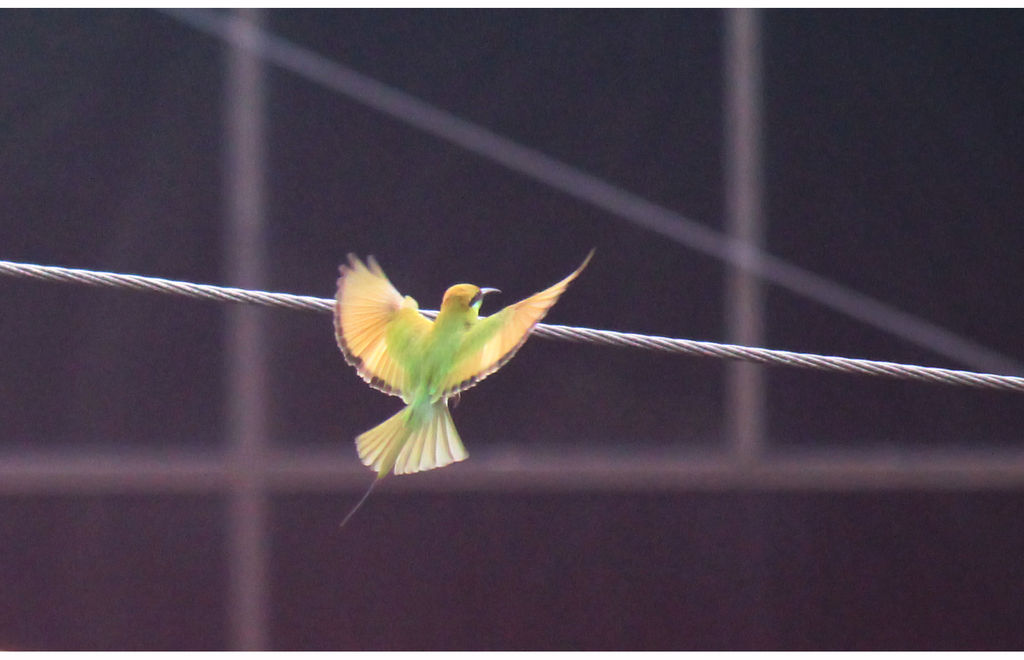 Green Bee Eater