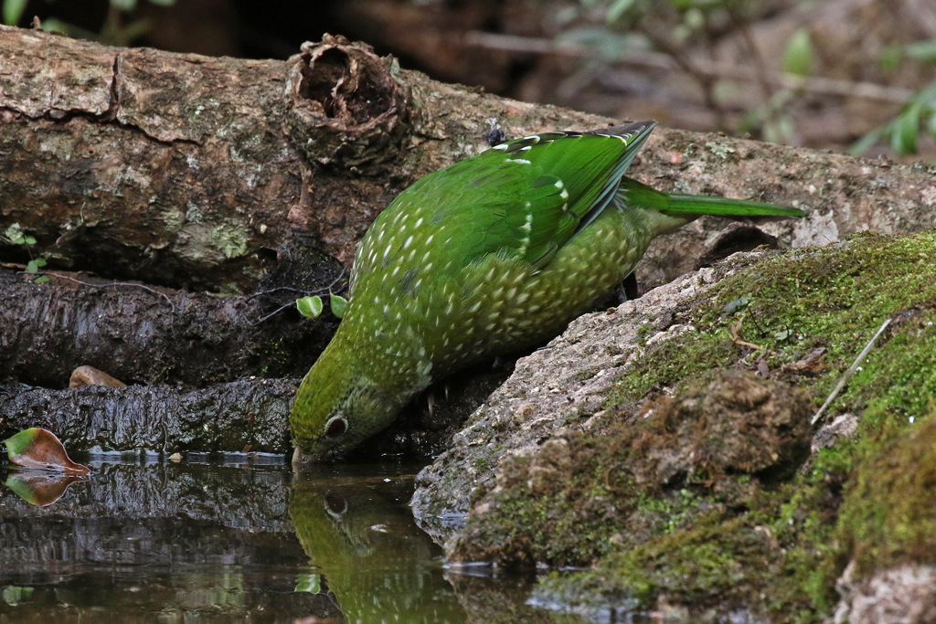 Green Catbird drinking