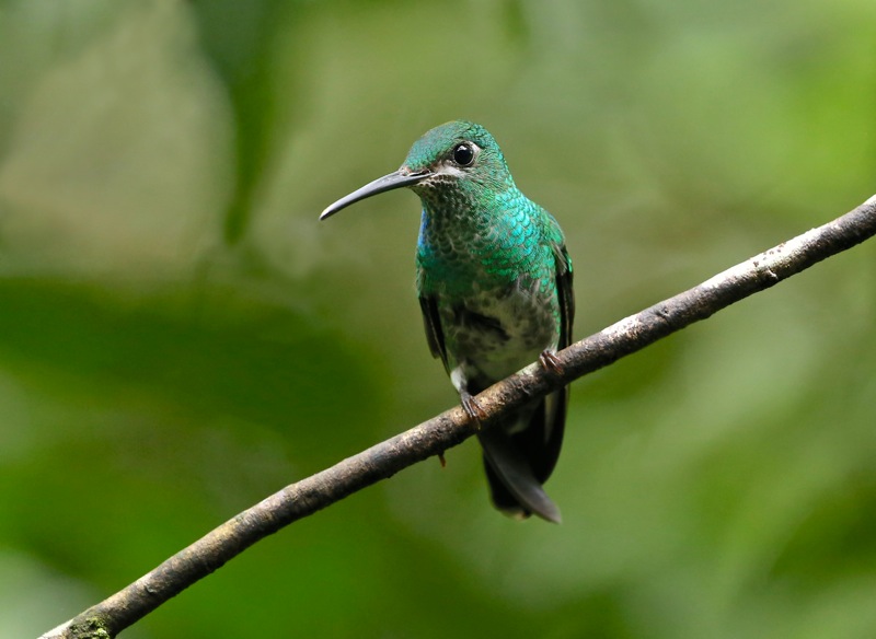 Green-Crowned Brilliant