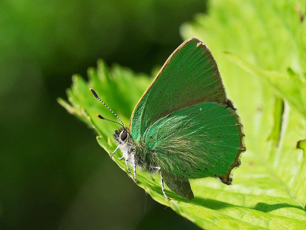 Green Hairstreak