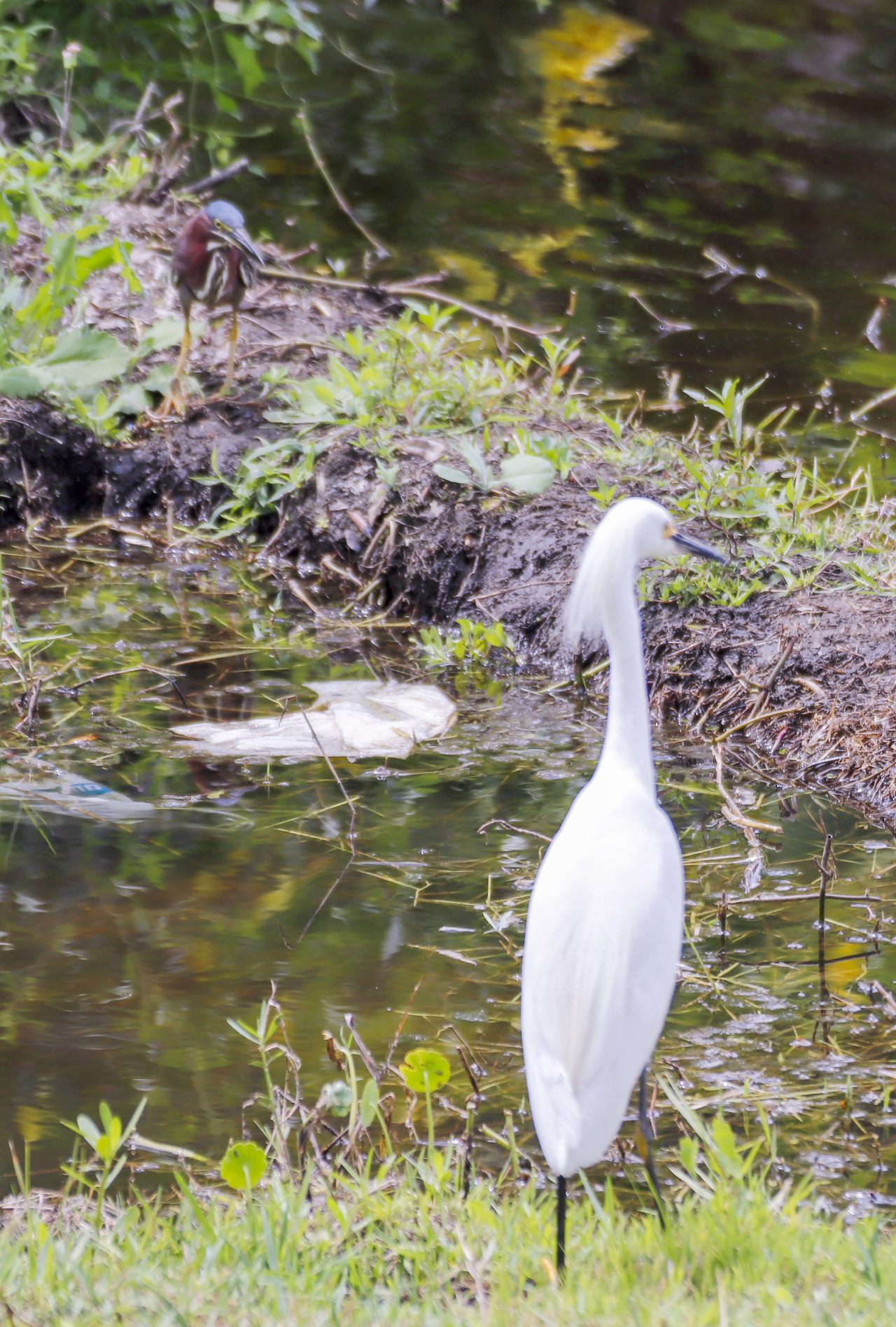 GREEN HARON AND SNOWY EGRET--PORT ST LUCIE
