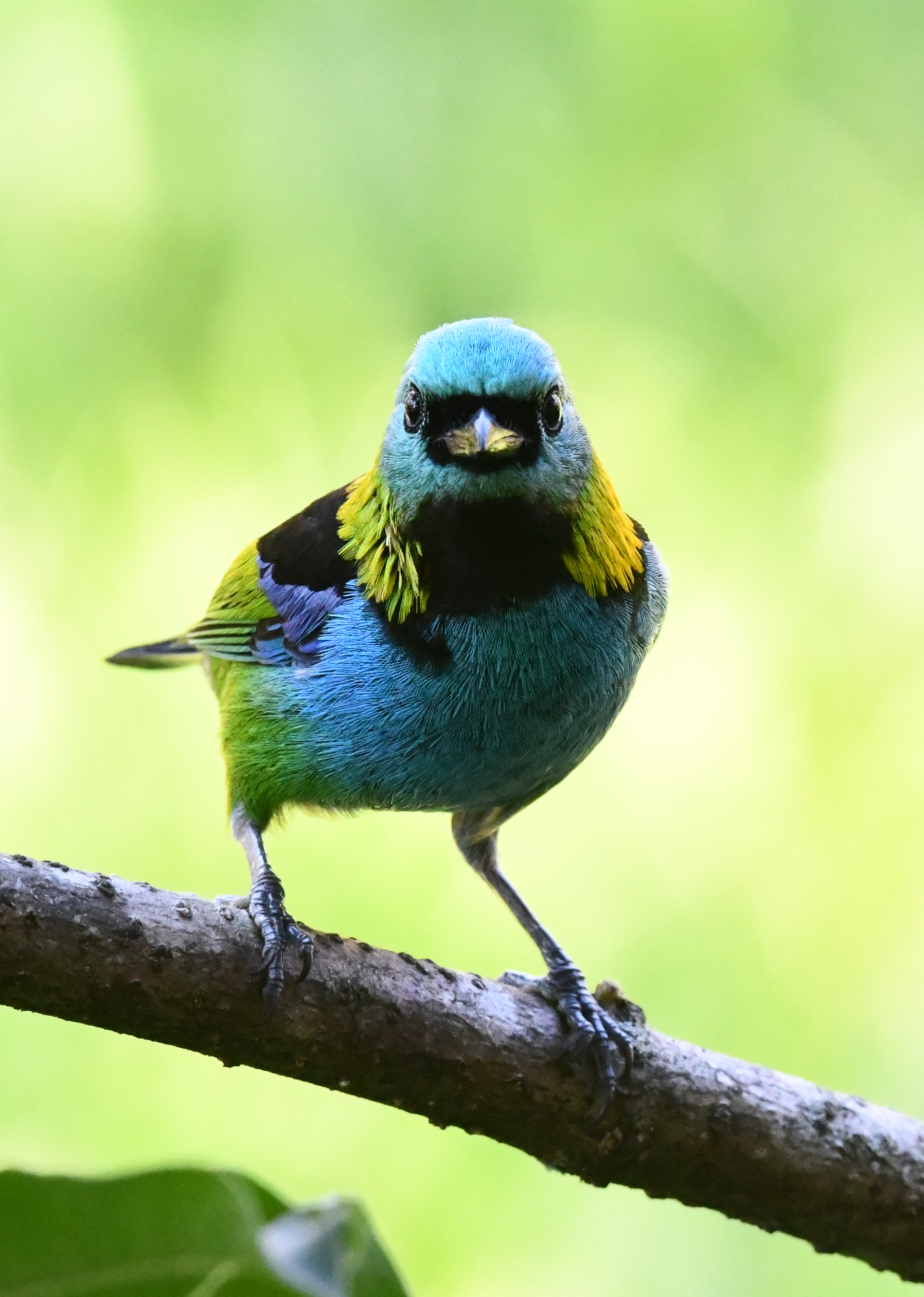 Green-headed Tanager