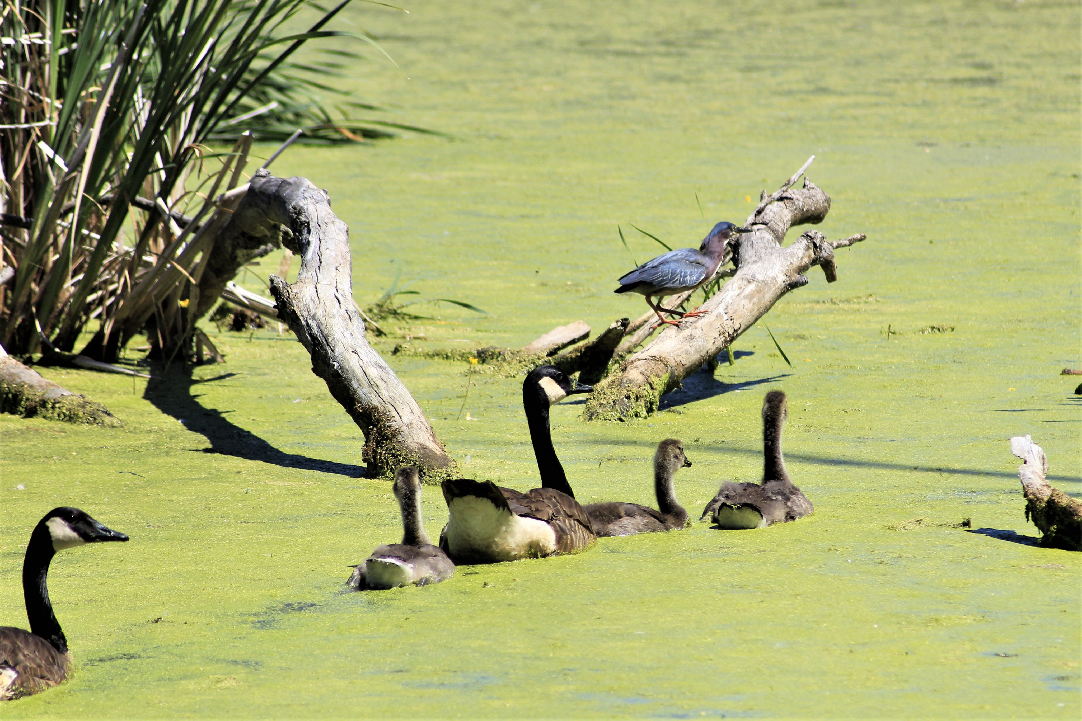 Green Heron & Canadian Geese