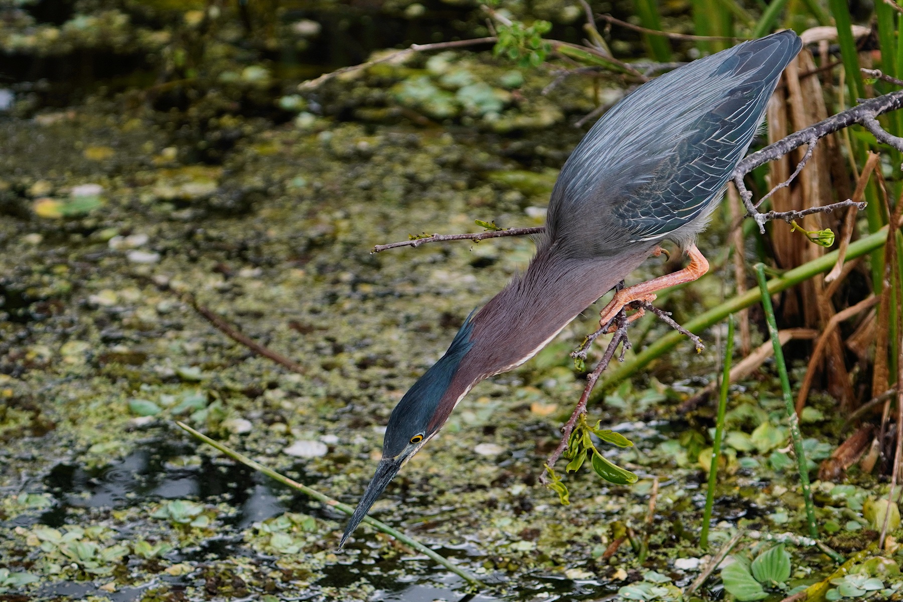 Green heron showing its hidden neck