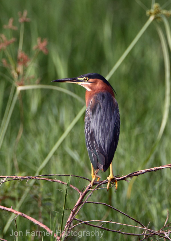 GREEN HERON