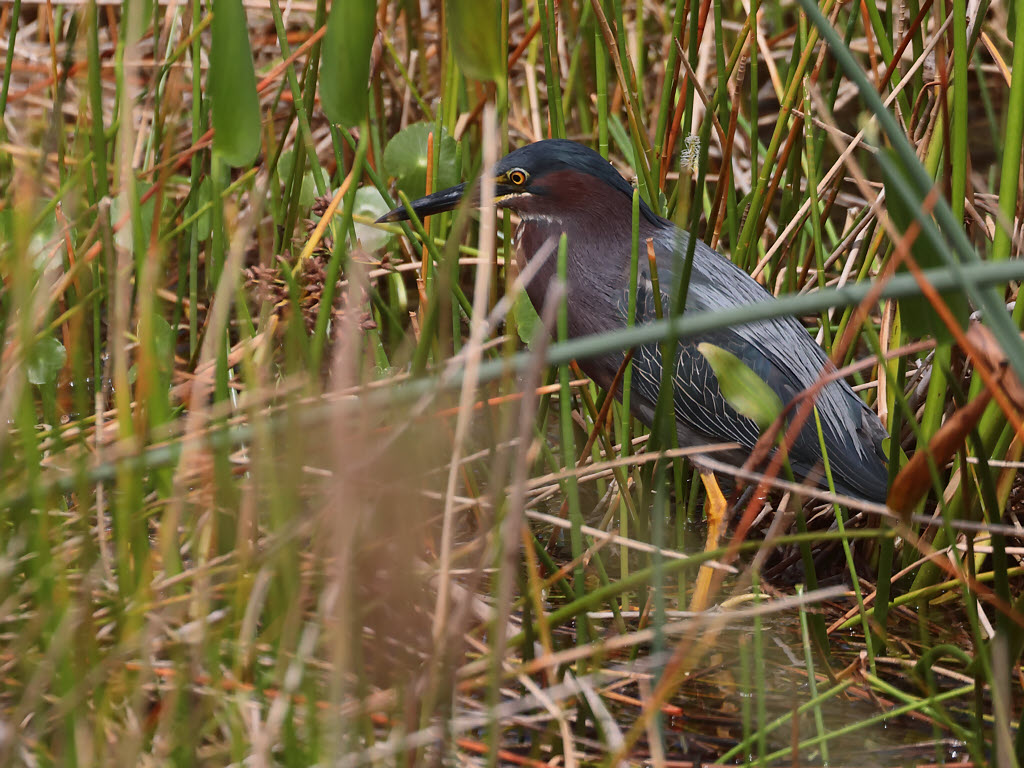 Green Heron