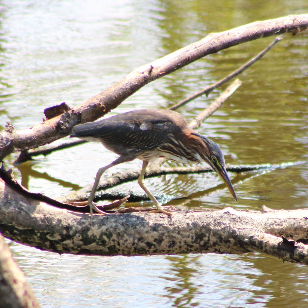 Green heron