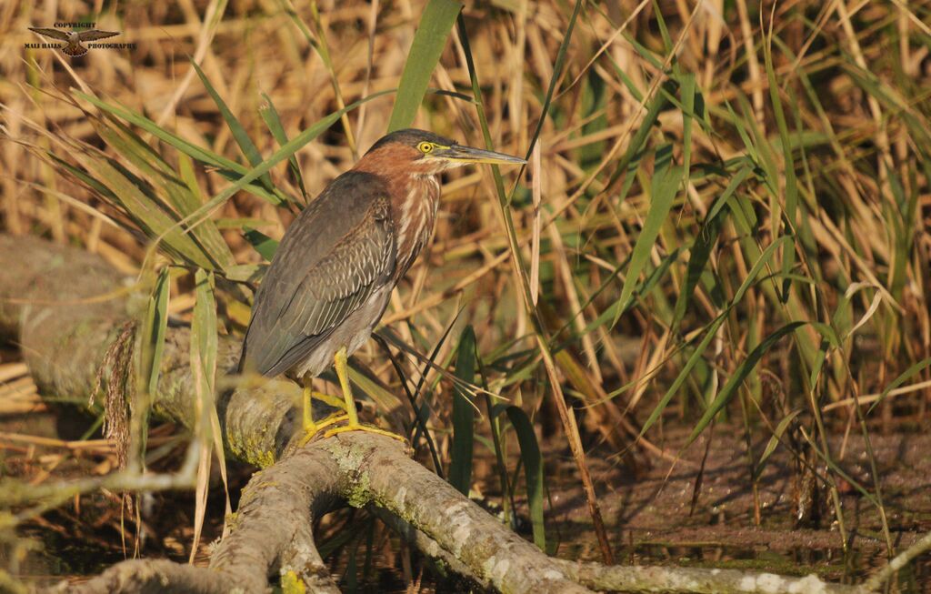 Green Heron