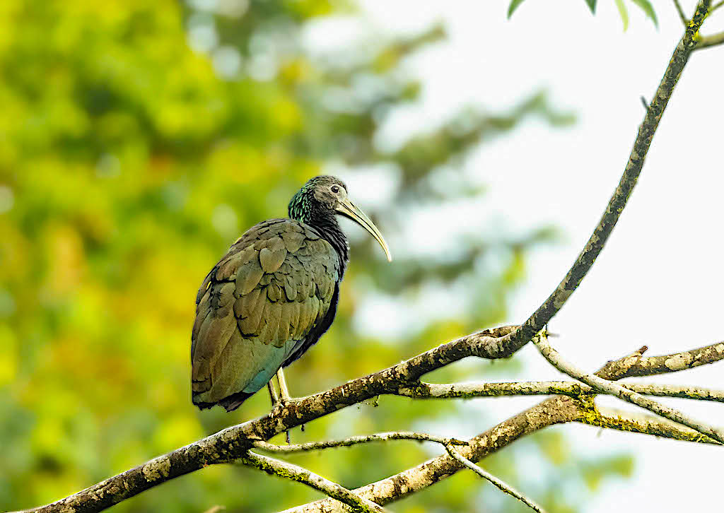 Green Ibis