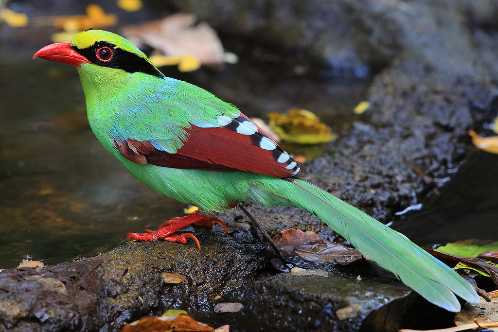 Green Magpie