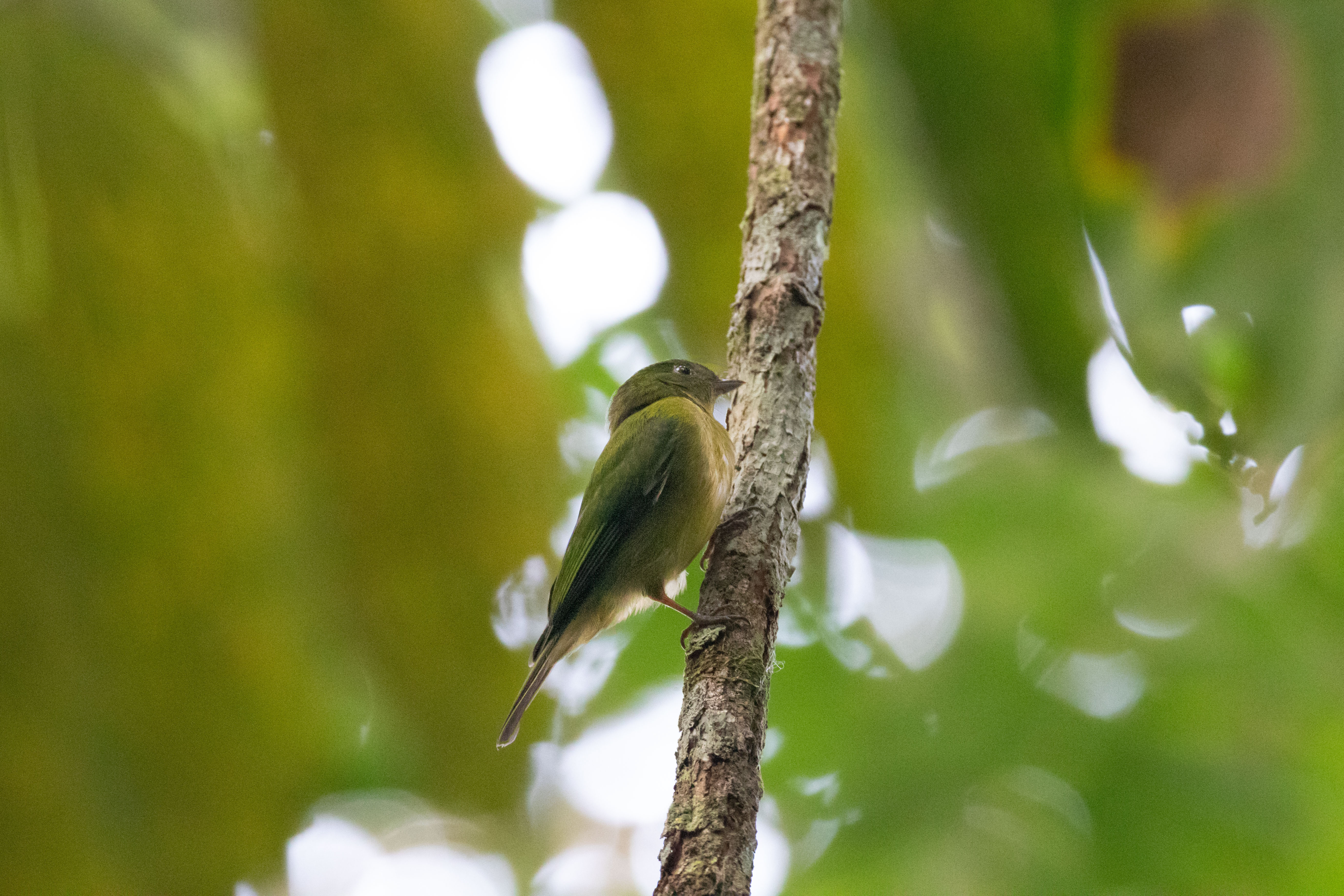 Green Manakin