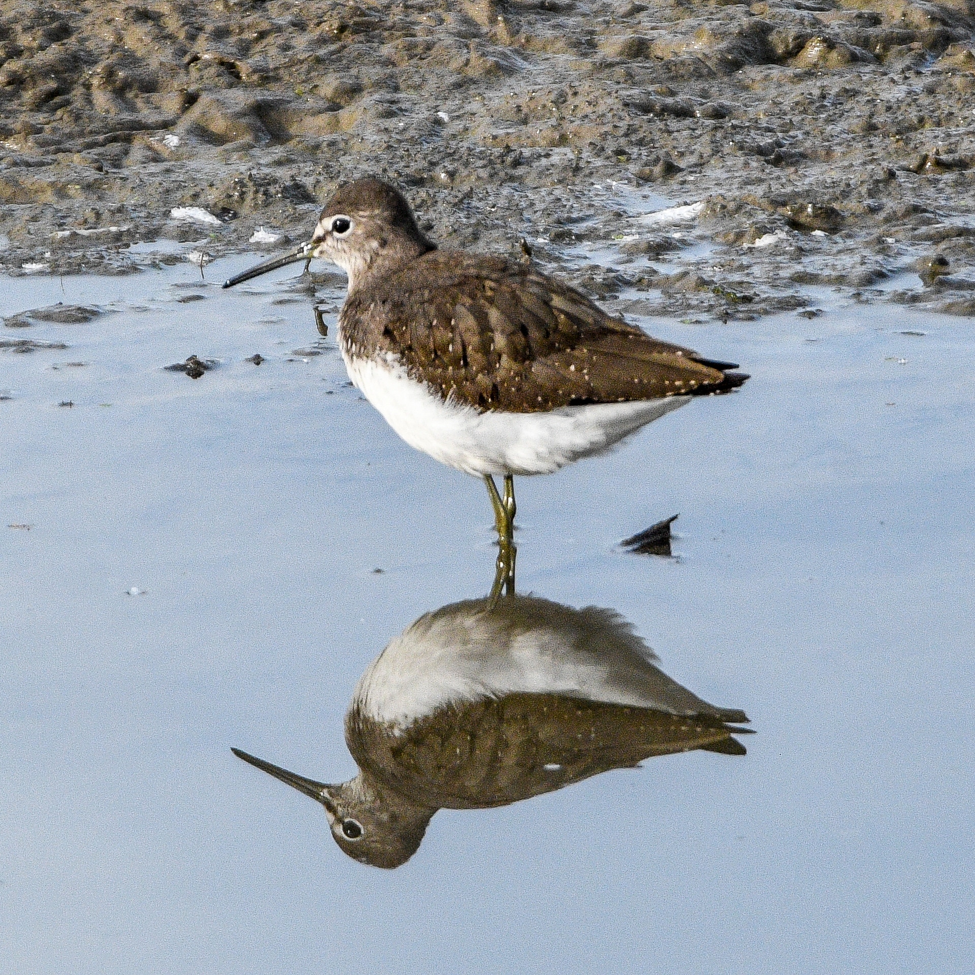 GREEN SANDPIPER  -  Tringa ochropus