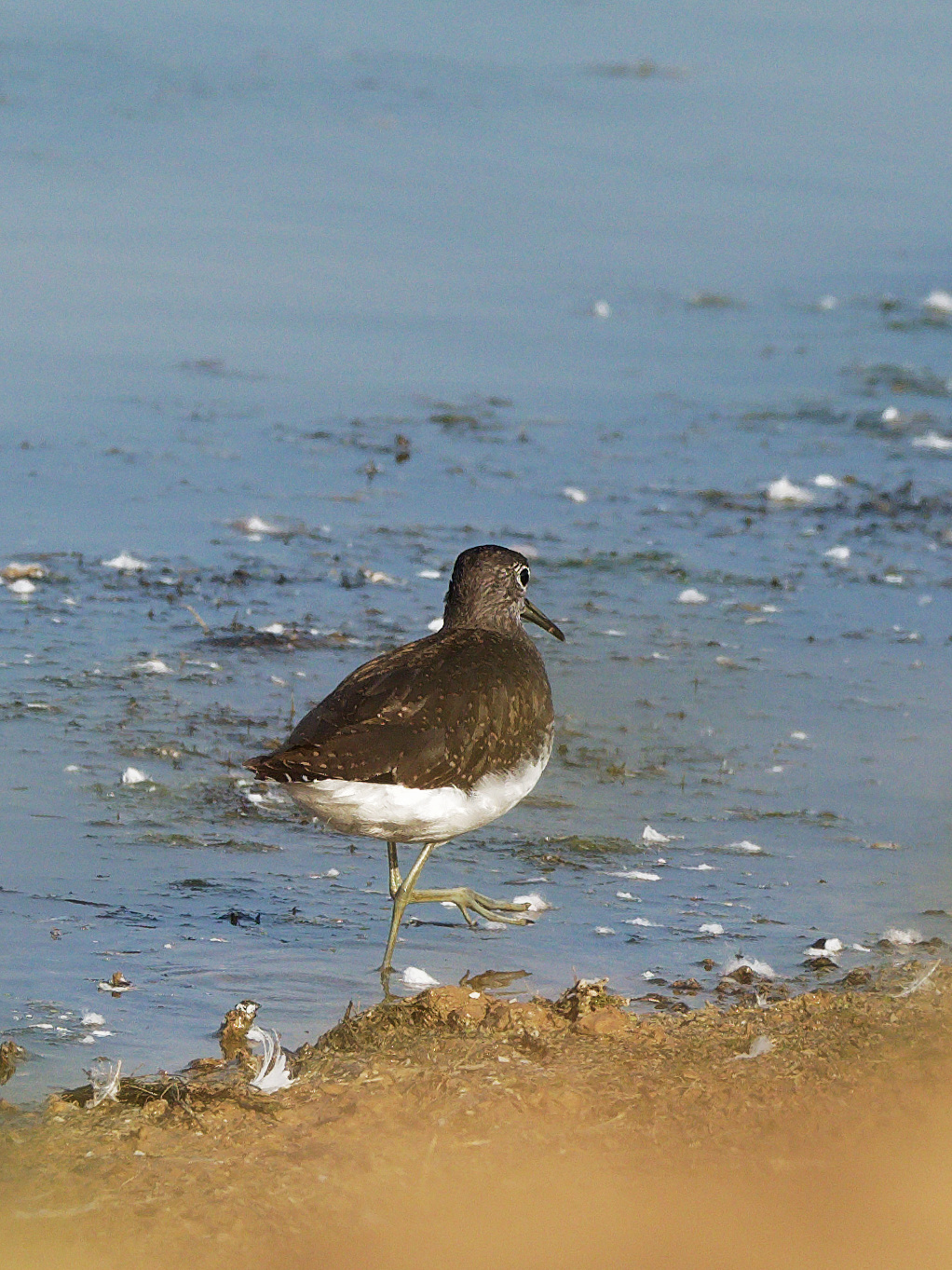 Green sandpiper