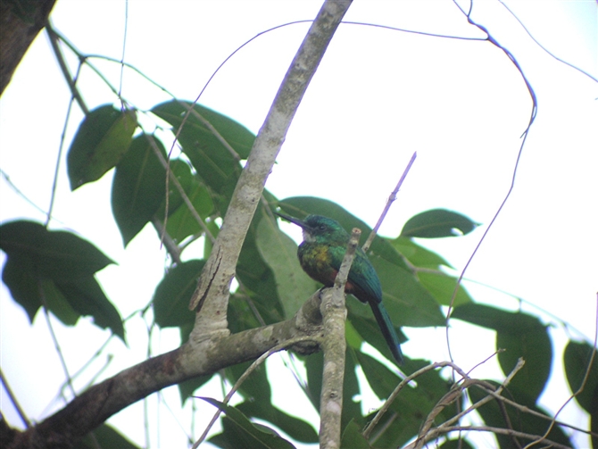 Green-tailed Jacamar