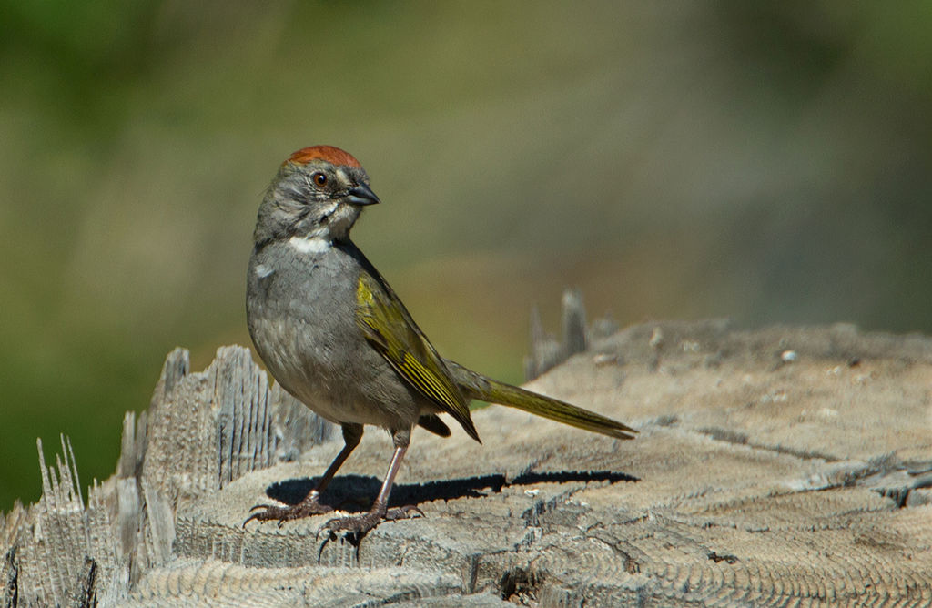 Green-Tailed Towhee