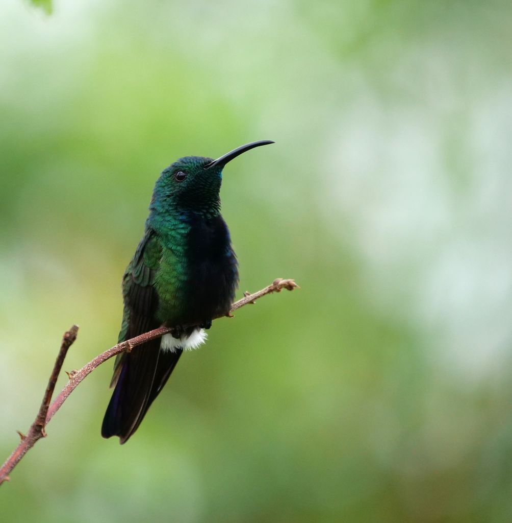 Green-throated Mango